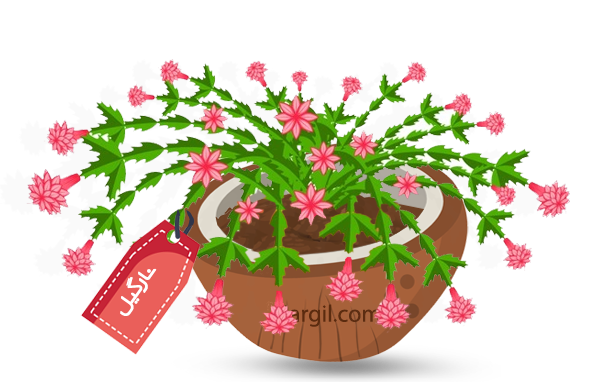  Nargil - holiday cacti